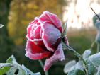 Empreinte poétique d'une rosée glacée