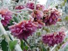 Figés de froid les chrysanthèmes sont encore à l'honneur et dispensent les dernières couleurs de l'automne