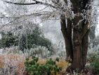La belle cépée de l'orme, majestueux dans sa tenue hivernale