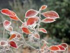 Le joli feuillage automnale de l'Aronia