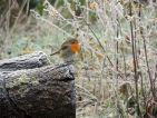 Le rouge gorge, petit compagnon fidèle de mes promenades matinales semble transi de froid !