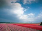 Hollande, champ de bulbes en fleurs Hollande, champ de bulbes en fleurs