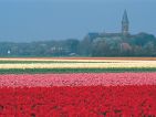 Hollande, champ de bulbes en fleurs Hollande, champ de bulbes en fleurs
