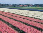 Hollande, champ de bulbes en fleurs Hollande, champ de bulbes en fleurs