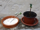 L'hormone de bouturage