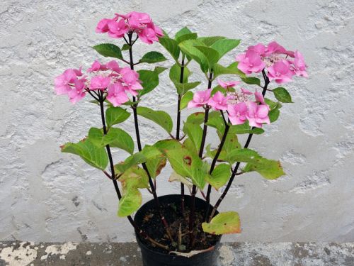 Le Bouturage De L Hortensia