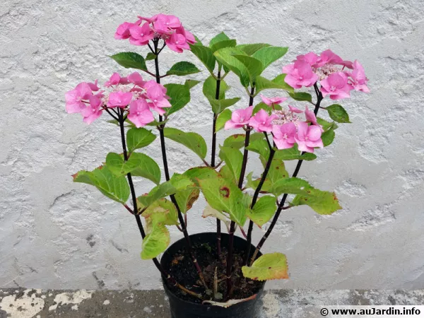 4 boutures d'hortensia 1 an aprs