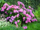 Les fleurs de l'ombre
