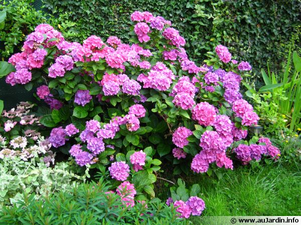 L'hortensia fait parti des plantes à fleurs qui apprécient l'ombre