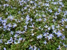 Houstonie bleue, Houstonia caerulea