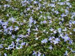 Houstonie bleue, Houstonia caerulea 'Millard's Variety' Houstonie bleue, Houstonia caerulea 'Millard's Variety'