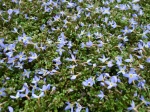 Houstonie bleue, Houstonia caerulea 'Millard's Variety'