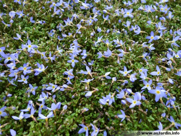 Houstonie bleue, Houstonia caerulea 'Millard's Variety'