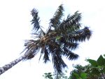Kentia (Howea forsteriana) cultivé en extérieur sous le climat des îles Canaries