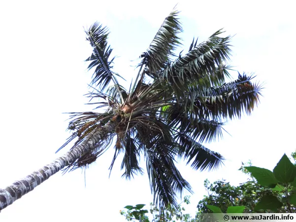 Kentia (Howea forsteriana) cultiv en extrieur sous le climat des les Canaries