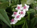 Fleur de cire miniature, Fleur de porcelaine, Hoya bella