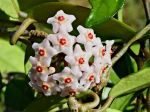 Fleur de cire, Fleur de porcelaine, Hoya carnosa