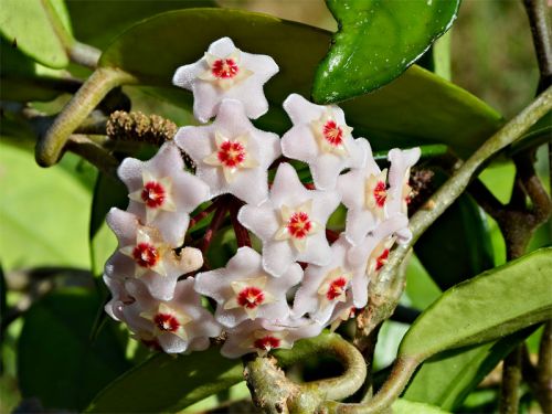 Hoya wayetii Porcelaine Fleur Suspendu Plante Feu plante cire Fleur Gross