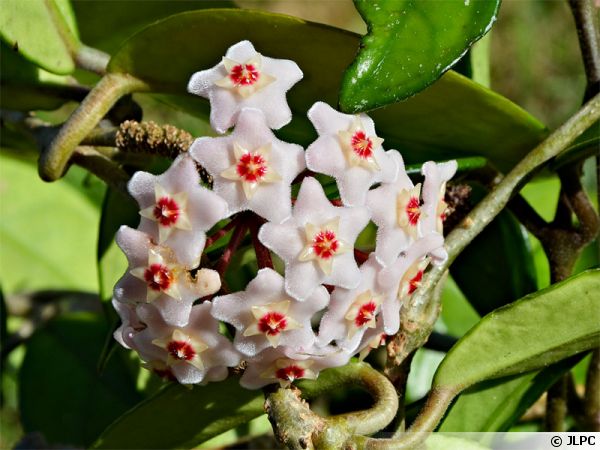 Fleur de cire, Fleur de porcelaine, Hoya carnosa : planter, cultiver,  multiplier