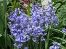 Scille d�Espagne, Jacinthe d'Espagne, Hyacintho�des hispanica
