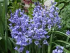 Scille dEspagne, Jacinthe d'Espagne, Hyacinthodes hispanica