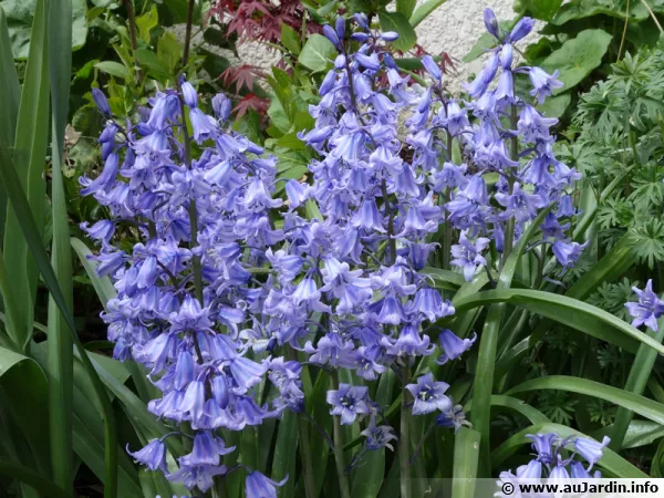 Scille d’Espagne, Jacinthe d'Espagne, Hyacinthoïdes hispanica