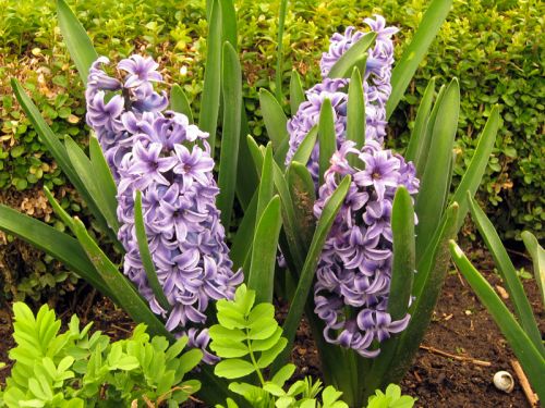 Jacinthe, Hyacinthus : planter, cultiver, multiplier