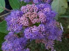 Hydrangea velu, hydrangea rugueux, Hortensia rugueux, Hydrangea aspera