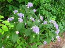 Hortensia nain, Hydrangea involucrata