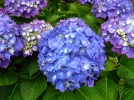 Hortensia � grandes feuilles, Hydrangea macrophylla