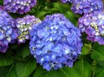 Hortensia à grandes feuilles, Hydrangea macrophylla 'Renate Steiner' Hortensia à grandes feuilles, Hydrangea macrophylla 'Renate Steiner'