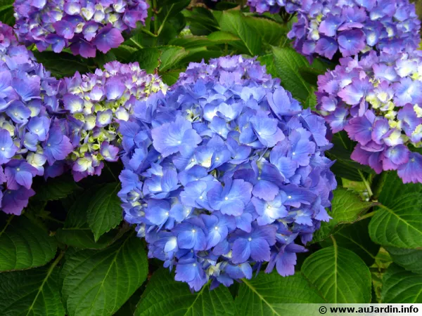 Hortensia à grandes feuilles, Hydrangea macrophylla 'Renate Steiner'