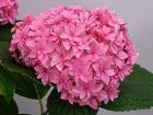 Hortensia YOU and ME 'Perfection', Hydrangea macrophylla YOU and ME 'Perfection'
