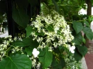 Hortensia grimpant, Hydrangea petiolaris