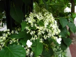 Hydrangea petiolaris, Hortensia grimpant