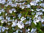 Hydrangea Japonais, Hydrangea serrata 'Blue Deckle' Hydrangea Japonais, Hydrangea serrata 'Blue Deckle'