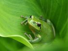 Hyla meridionalis, la rainette méridionale