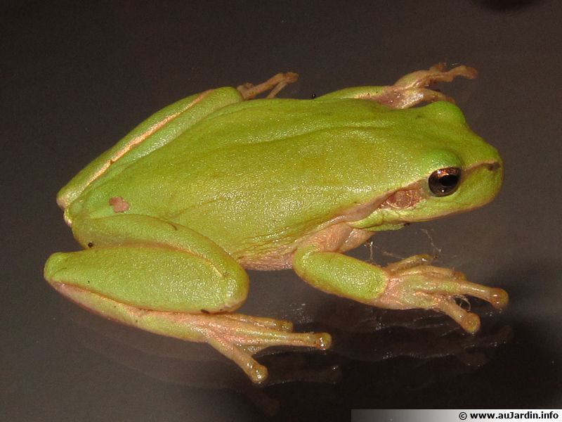 La rainette méridionale