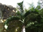 Palmier bonbonne, Hyophorbe lagenicaulis sur l'île de Ténérife aux Canaries Palmier bonbonne, Hyophorbe lagenicaulis sur l'île de Ténérife aux Canaries