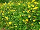 Millepertuis, Hypericum