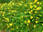 Millepertuis, hypericum