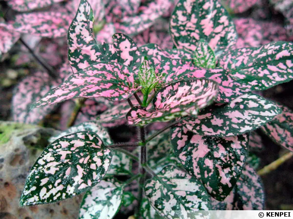 Plante aux phlides, Hypoestes phyllostachya