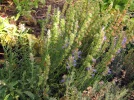 Hysope, Hyssopus officinalis