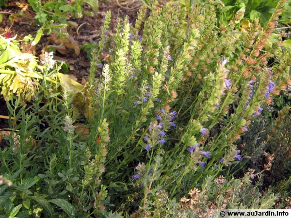 Hysope, Hyssopus officinalis