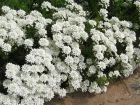 Corbeille d'argent, Thlaspi, Iberis sempervirens