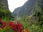 La forêt de l'île de la Réunion, un canyon La forêt de l'île de la Réunion, un canyon