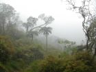 La forêt de l'île de la Réunion