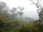 La forêt de l'île de la Réunion La forêt de l'île de la Réunion