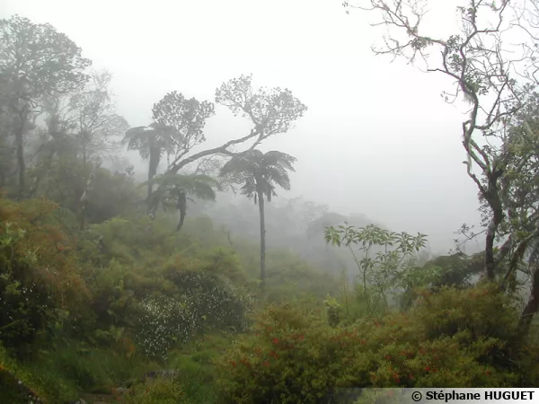 La forêt de l'île de la Réunion