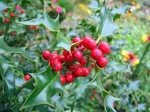 Houx, Ilex